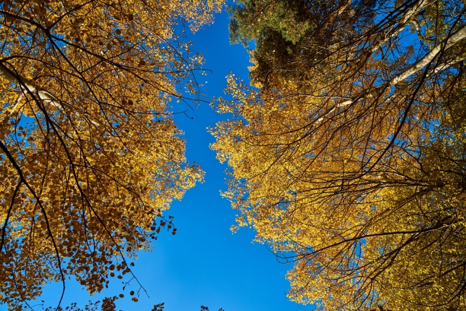 晴朗蓝色天空黄色叶子自然树木