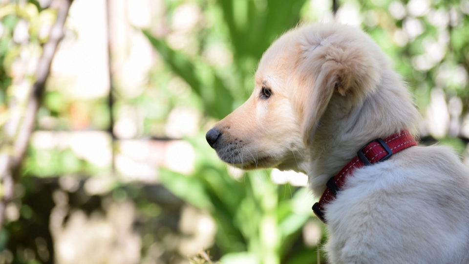 拉布拉多幼犬高清桌面壁纸