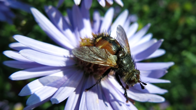 阳光紫色花朵自然植物蜜蜂昆虫