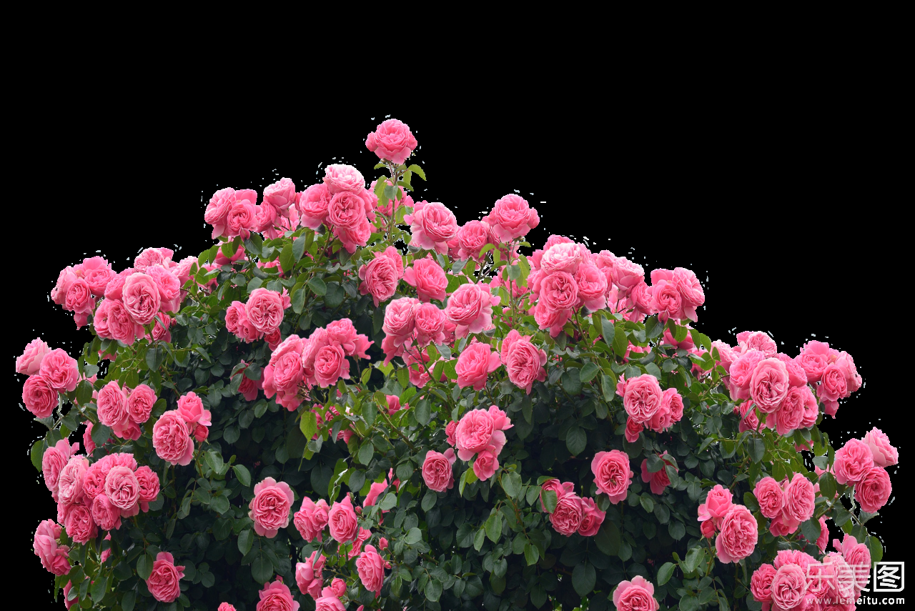 白色背景粉色玫瑰花花丛摄影