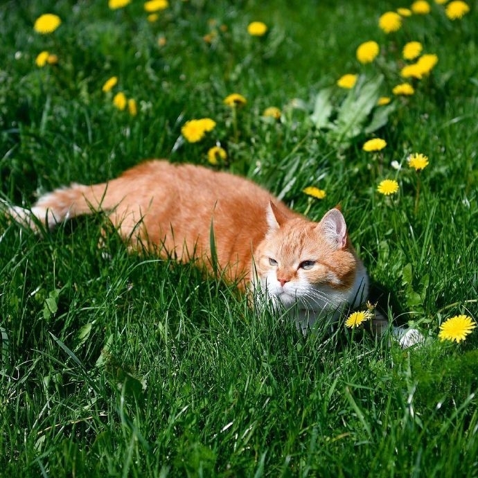 唯美清新草丛里的猫图片