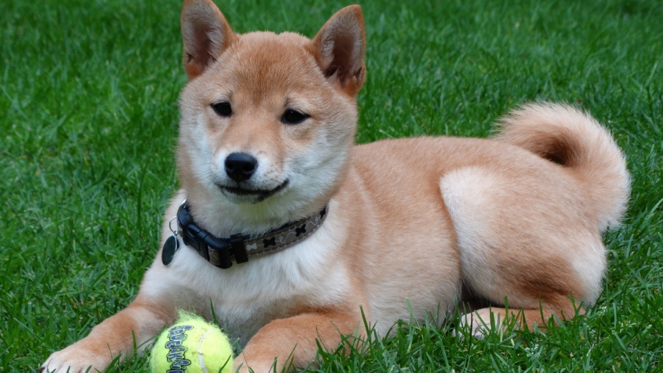 日本国犬秋田犬高清桌面壁纸