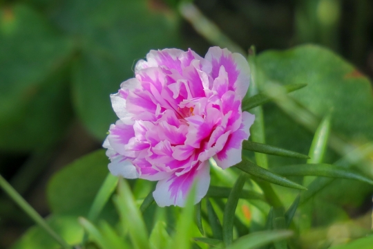 虚化背景自然户外粉色花朵绿色叶子自然植物