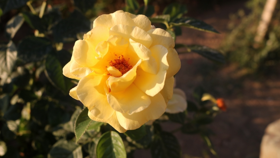 户外阳光下黄色花朵玫瑰自然植物
