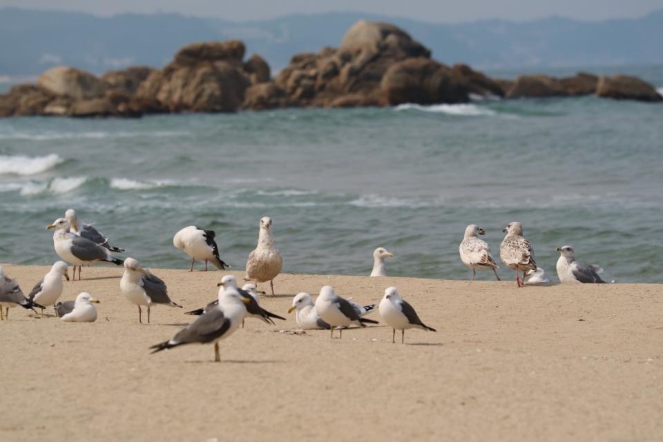 阳光自然沙滩野生海鸥鸟类动物