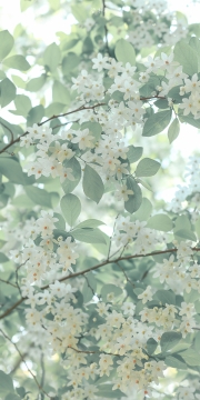 清新护眼手机壁纸