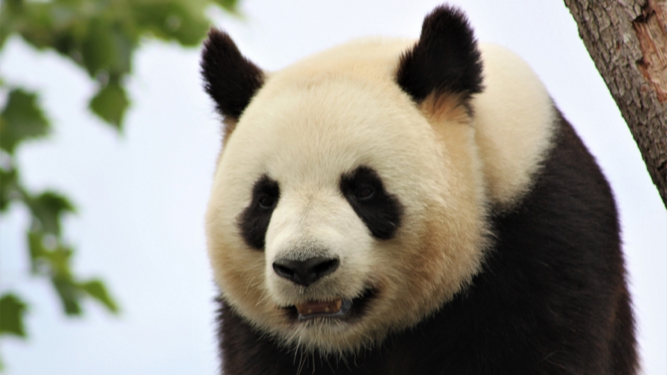 超可爱的大熊猫享受安逸生活高清桌面壁纸